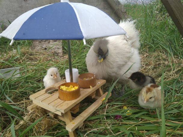 News Updates 15 5 2020 Baby Chicks
